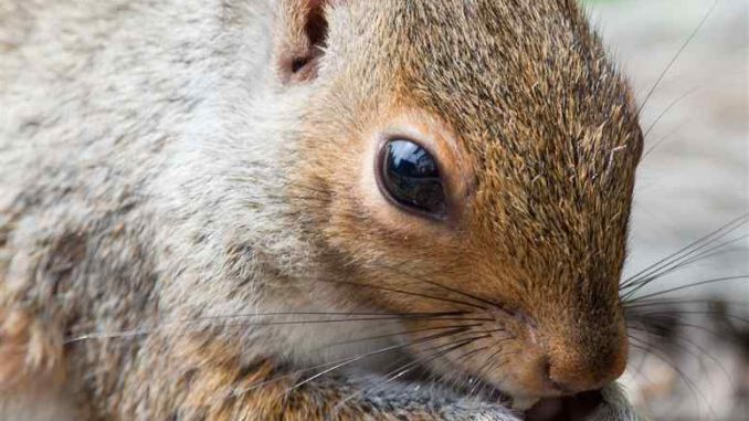 squirrel-678x381