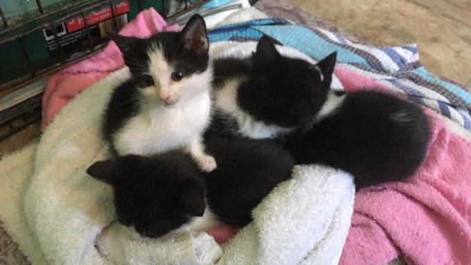 cats rescued from union steel