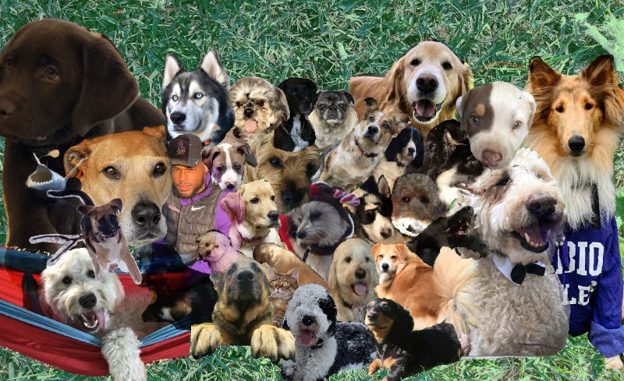 doggos