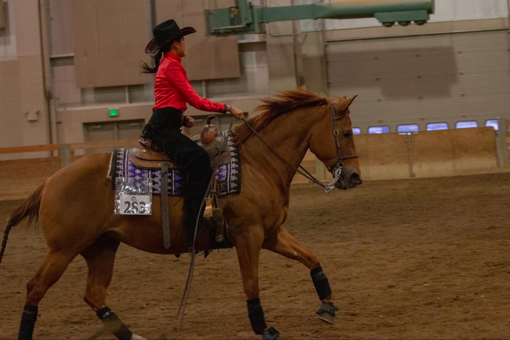 Western Equestrian Team Prepares for Nationals The Albion College Pleiad Online