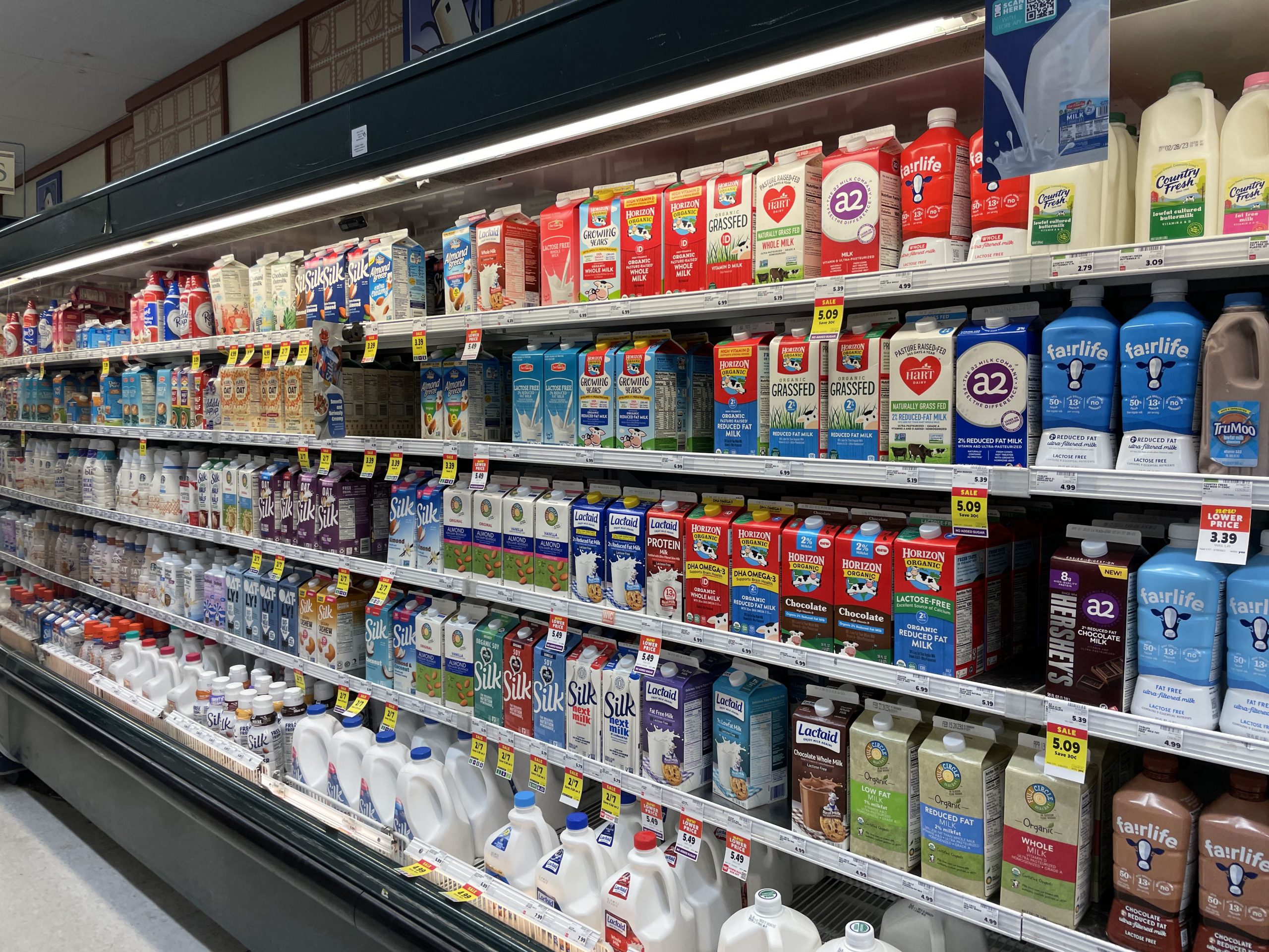 Opinion What is the Best Milk Alternative, and What do AC Milk Drinkers Think? The Albion